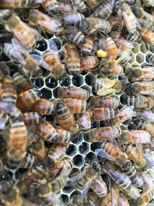 Getting our first Honey Bee package - New Beekeepers part 2