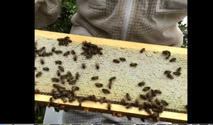 Having the bare essentials to harvest your honey - Aug 2019