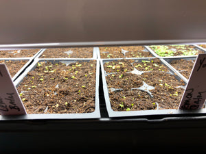 Starting your seeds indoors for spring herbs