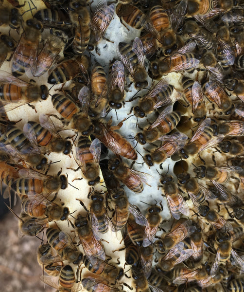 Getting our first Honey Bee package - New Beekeepers part 1 -April 23, 2019