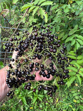 Homestead DIY Elderberry Syrup kit with organic freeze dried