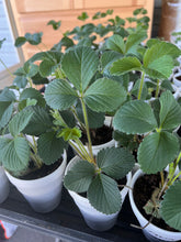 Plants & Pouches